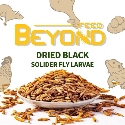 BeyondFeed™ Premium Black Solider Fly Larvae (BSFL) Supplement -50x More Calcium Than Mealworms. Whole Larvae, No Dust.