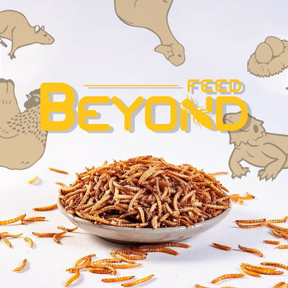 BeyondFeed™ Dried Mealworm