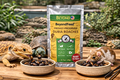 BeyondFeed™ USA Grown Freshly Preserved Feeder Insects | Mealworms, Superworms & Dubia Roaches