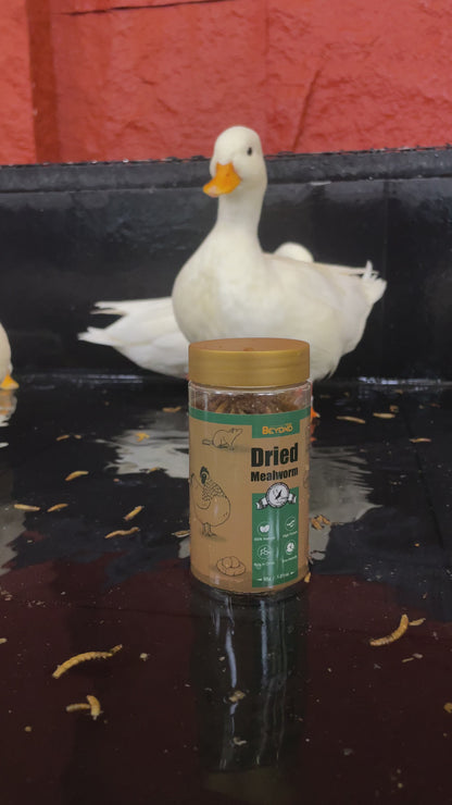 BeyondFeed™ Defatted Mealworm Protein Powder