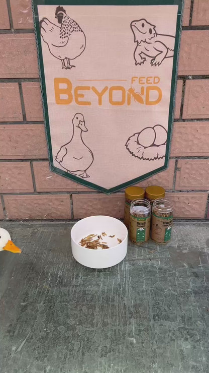 BeyondFeed™ Dried Mealworm