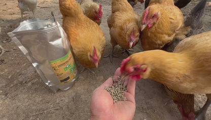 BeyondFeed™ Complete Nutri Pellets for Chickens & Backyard Flocks- 2 Package Bundle