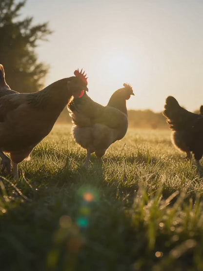 BeyondFeed™ Premium Black Solider Fly Larvae (BSFL) Supplement -50x More Calcium Than Mealworms. Whole Larvae, No Dust.